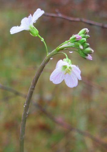 Balade Les Fleurs Des Zones Humides Dans Lens De Leau Blanche